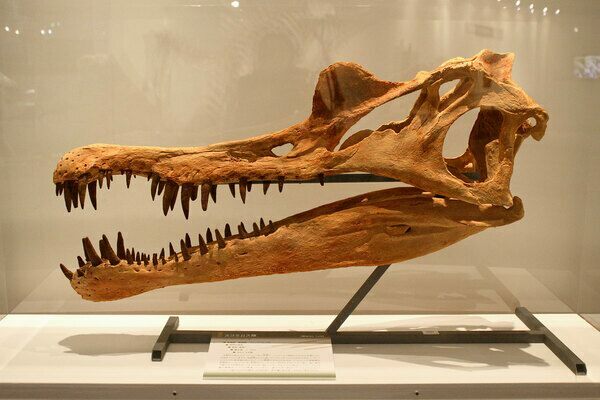 A reconstruction of a Spinosaurus skull.  At the Fukui Prefectural Dinosaur Museum.  Createive Commons License